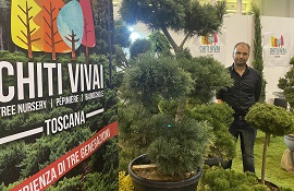 A Flormart il debutto della nuova collezione di Pinus sylvestris di Chiti Vivai