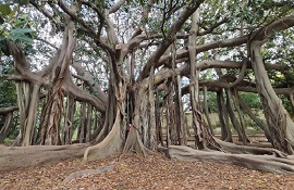 Un albero per... Ficus macrophylla Orto botanico di Palermo