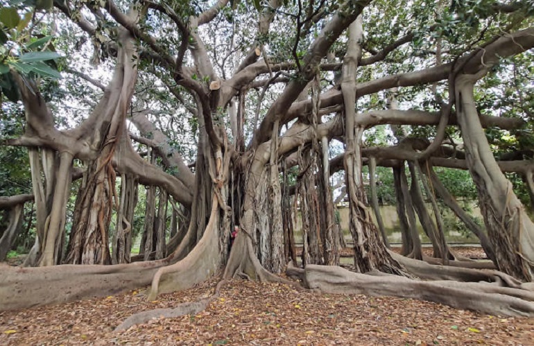 Un albero per... Ficus marcrophylla Orto Botanico di Palermo