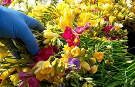 sostegno alla floricoltura  