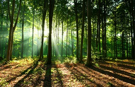Confagricoltura sulle foreste - vivaismo forestale - impianti a biomassa