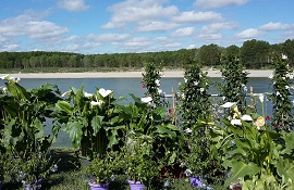 Fiori e alberi - Georgica del Lido Po di Guastalla