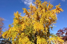 un albero per Enrica Calabresi - Ginkgo biloba