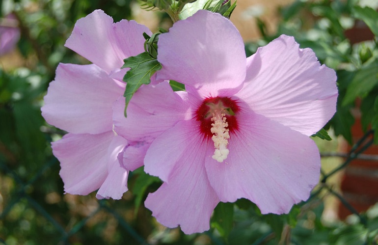 Hibiscus syriacus