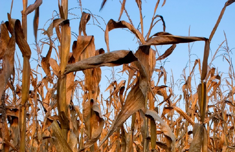 danni all'agricoltura toscana da siccità estiva