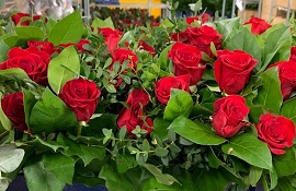 fiori e fronde a San Valentino - dati della filiera pesciatina