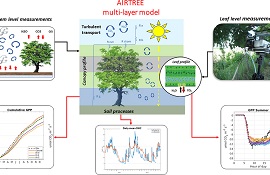 alberi adatti a purificare l'aria nelle città 