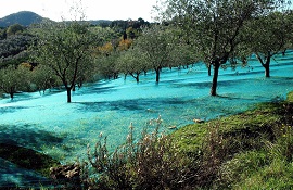 Toscana densità oliveti a valore paesaggistico