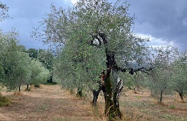 olio toscano e impatto del clima sull'olivicoltura - Olea 2022