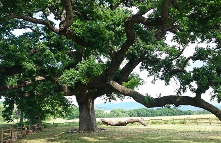 alberi monumentali in Toscana