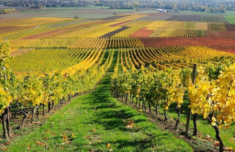 viticoltura con frutticoltura a Fieragricola