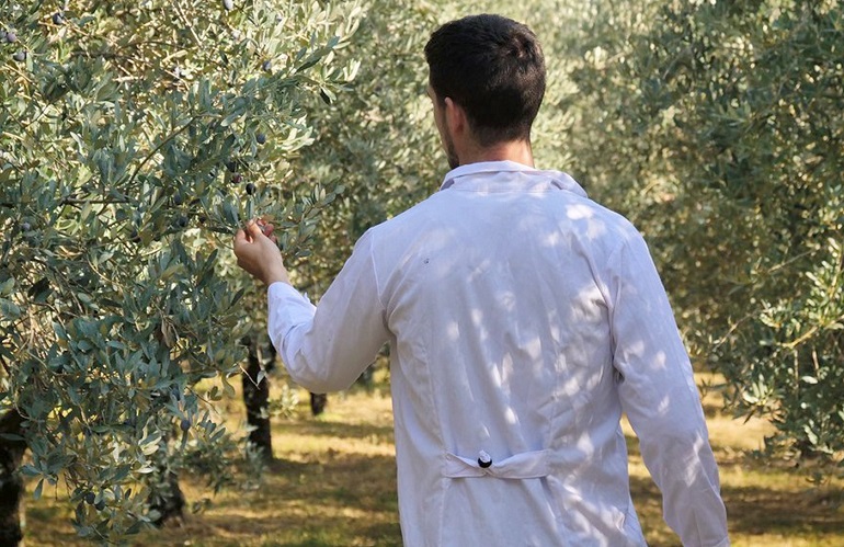 controlli su olivi per Xylella