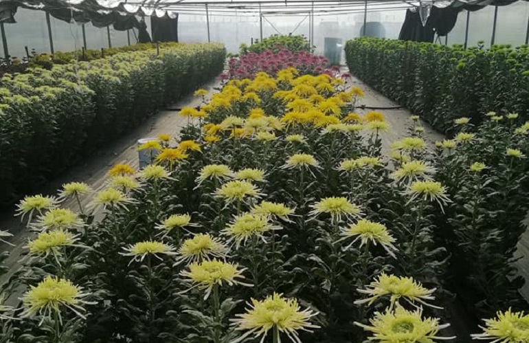 produzione crisantemi 2020