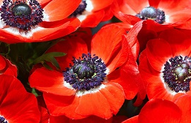 Fiori italiani anemoni 