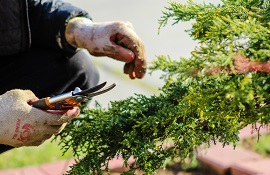 corsi di giardiniere d'arte in Emilia-Romagna a Modena e Reggio