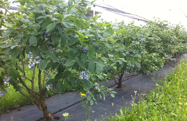 mirtillo a Macfrut International Blueberry Days