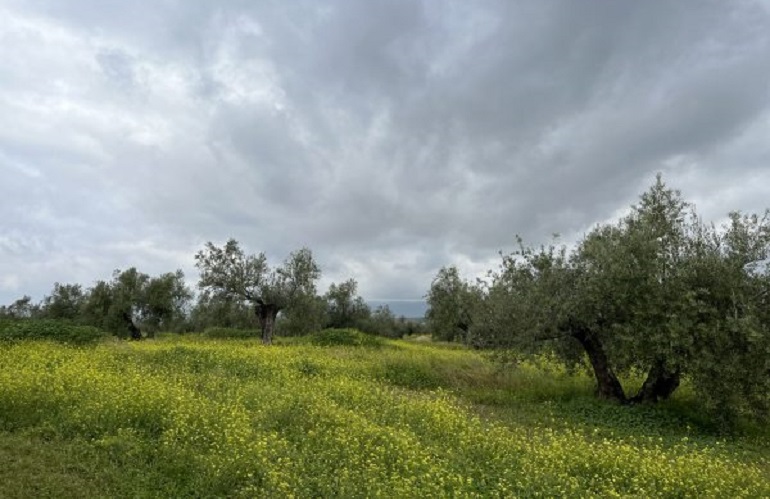 resilienza dell'olivo al cambiamento climatico - Consiglio oleicolo internazionale