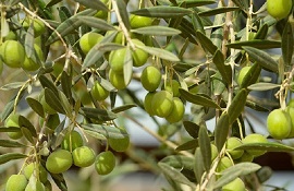 produzione d'olio - oliveti tradizionali oliveti intensivi