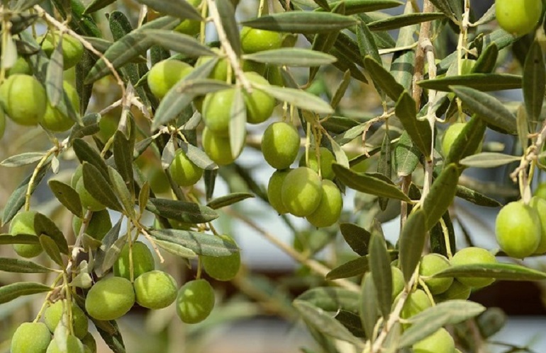 Olive italiane