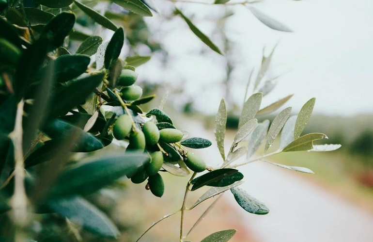 bilancio fitosanitario dell'olivo