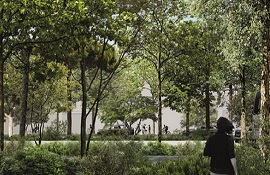 Forestazione urbana - modello Padova - alberi per Padova