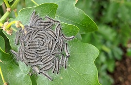 filiera del verde - biosicurezza delle piante - biosecurity