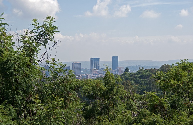 cime di alberi in città