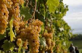 Vendemmia 2022 - mercato del vino