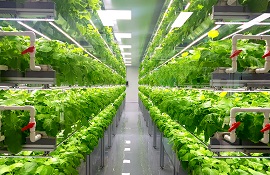 vertical farm 