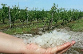 vigneti francesi danneggiati da grandine