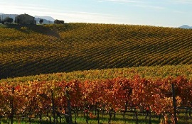 reimpianti nei vigneti di Toscana