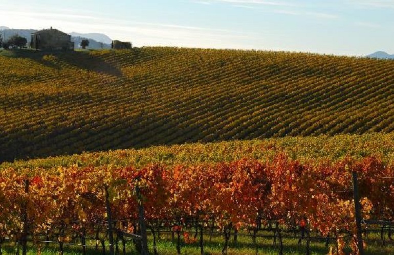 reimpianti nei vigneti di Toscana