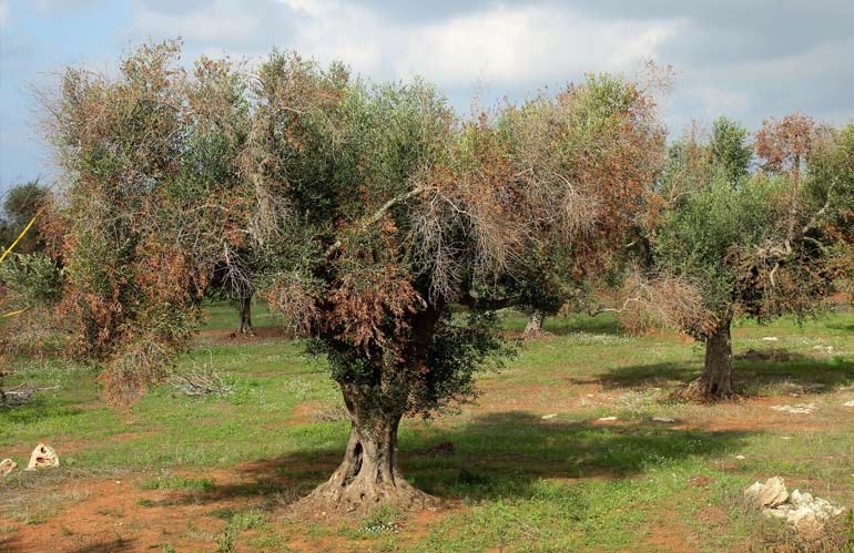 Agrinsieme chiede un commissario per l’emergenza Xylella in Puglia