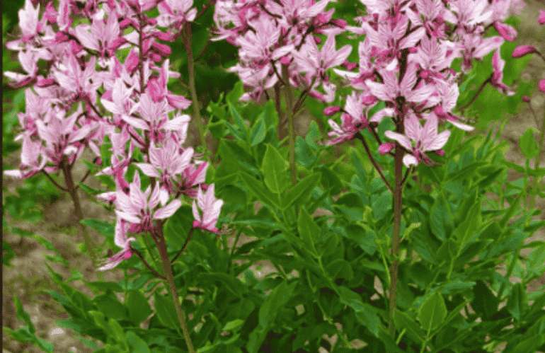 fraxinella ok