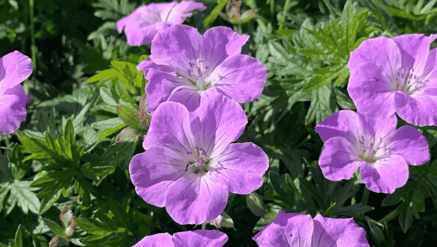 geranium purple