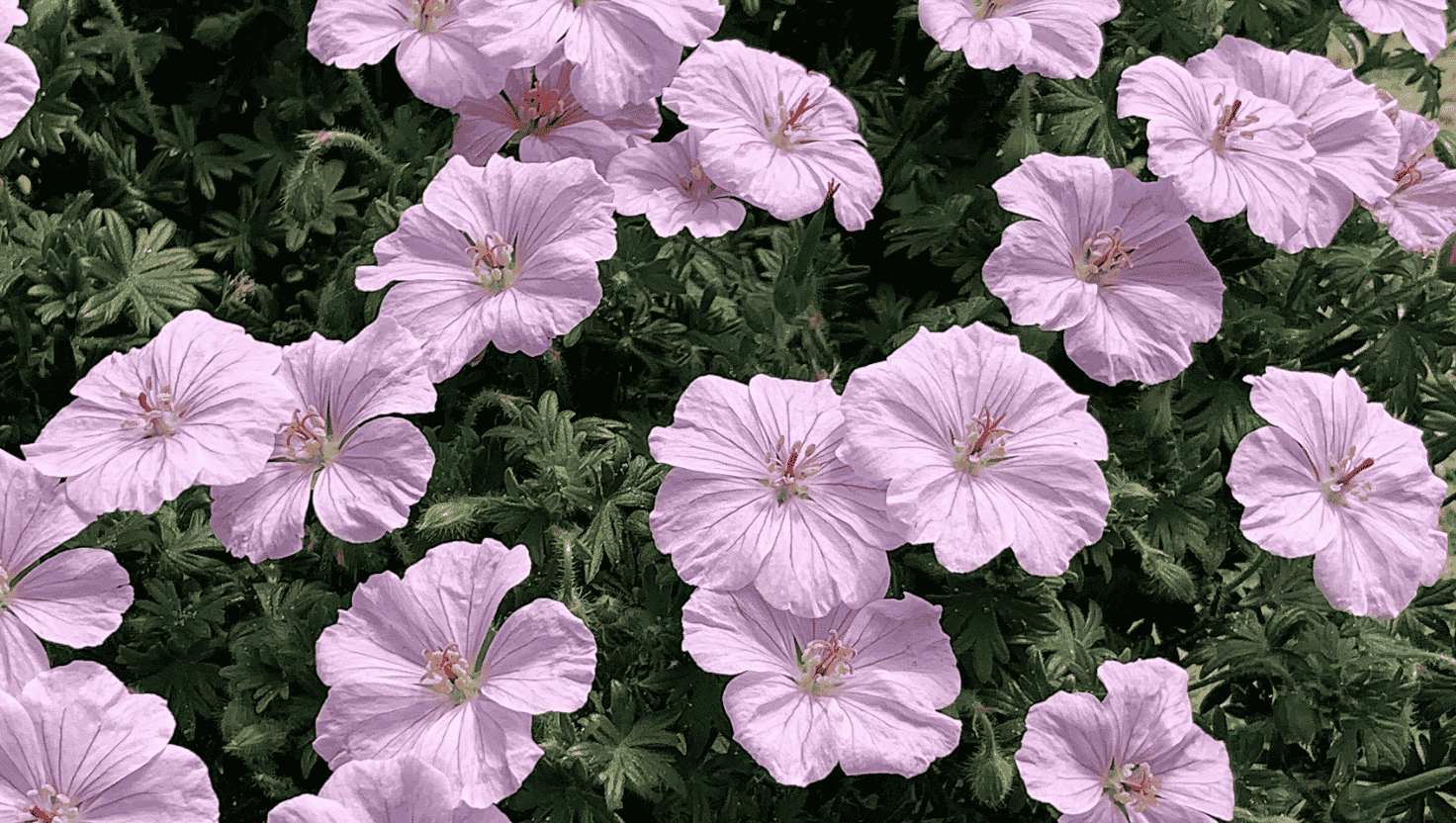 geranium rosa