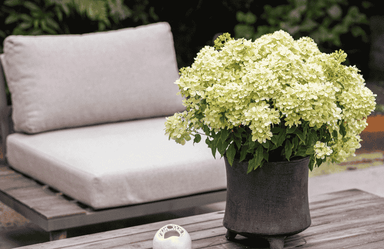 hidrangea paniculata