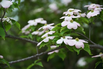 FloraFirenze, 30 aprile - 11 maggio 2015