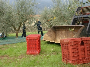 Agrario pescia_39