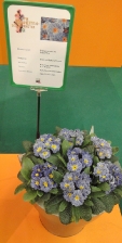 IPM Essen Appunti_15