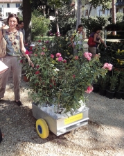 Mostra Mercato Autunnale di piante e fiori 2011 - 1 e 2 ottobre - Firenze