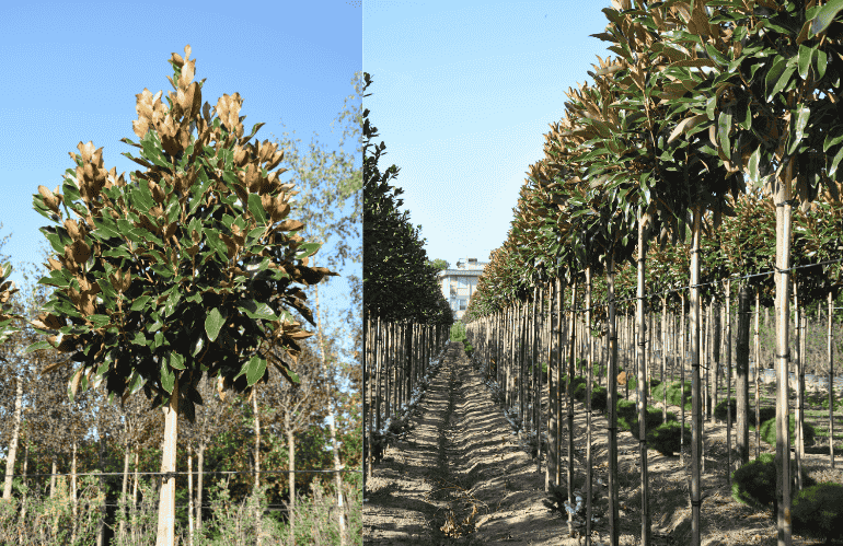 Vignoli, magnolie in vvaio