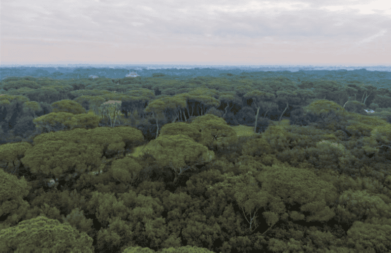 pineta di castel fusano