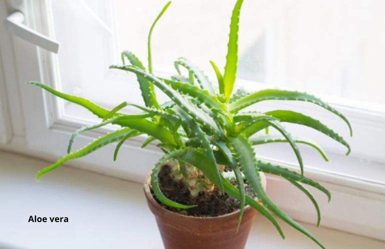 plantes fraiches