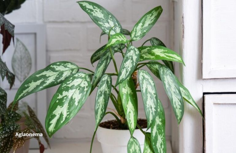 plantes fraiches 10