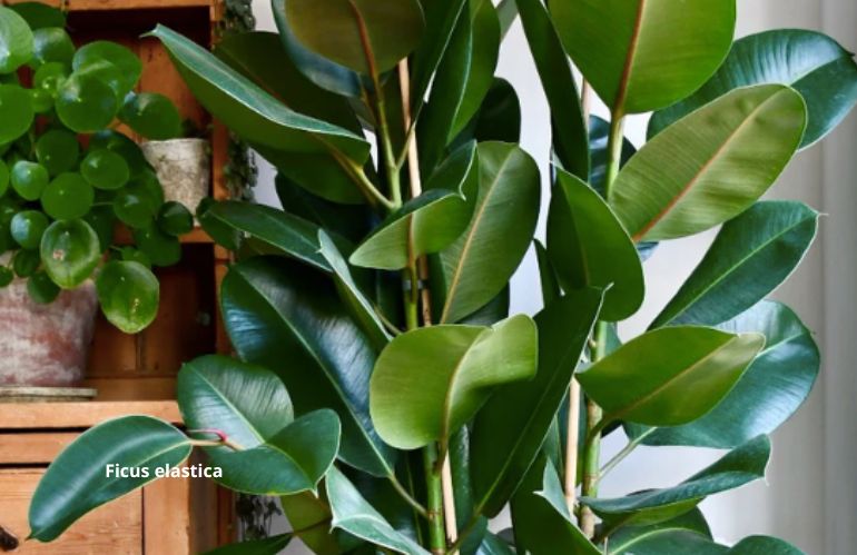 plantes fraiches 2