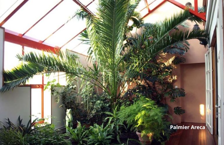 plantes fraiches 3
