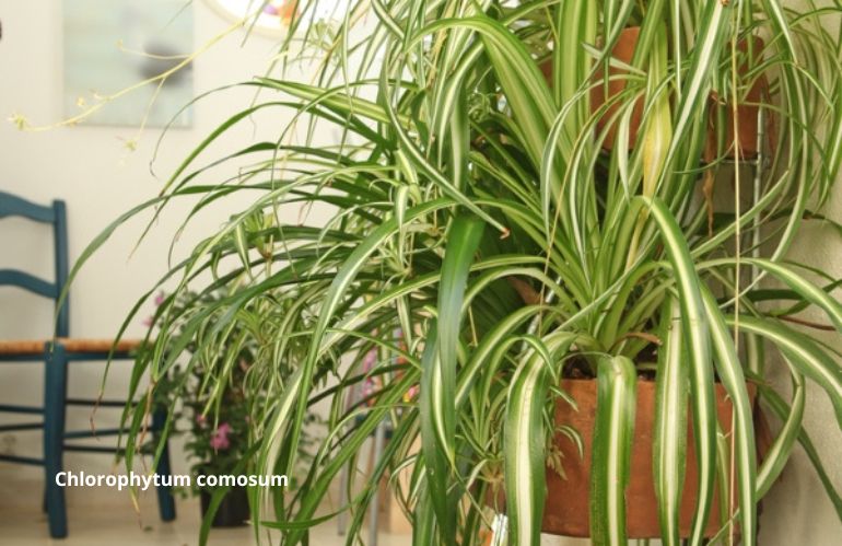 plantes fraiches 4