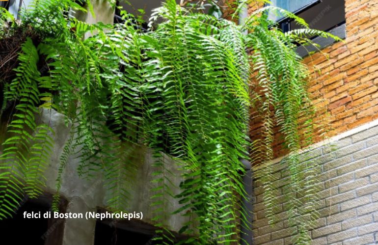 plantes fraiches 5