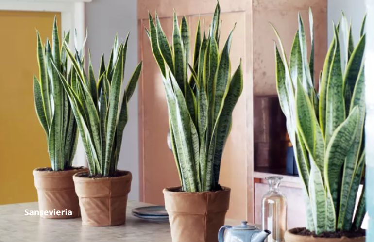 plantes fraiches 7